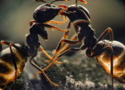 Quiz Les fourmis