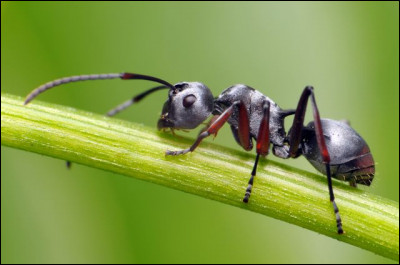 Combien existe-t-il d'espèces de fourmis ?