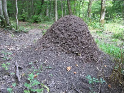 Comment s'appelle la maison des fourmis ?