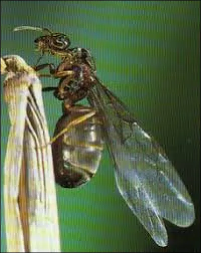 Quel est le rôle des fourmis volantes ?