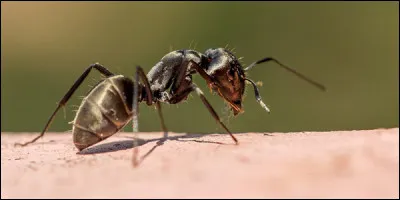 Comment s'appelle l'animal qui ne mange que les fourmis ?