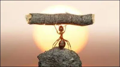 Combien de fois une fourmi peut-elle porter son poids ?