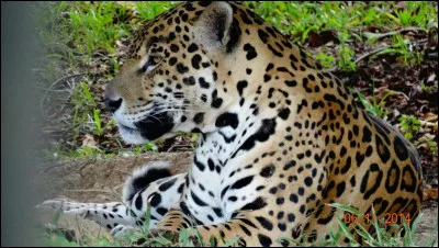 La jungle est son royaume !