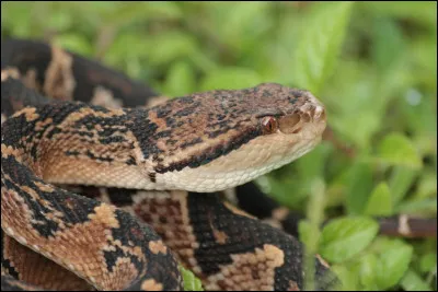 C'est l'un des serpents venimeux les plus dangereux de Guyane et d'Amazonie !