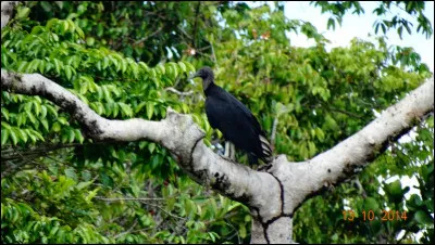 Identifiez cet oiseau !