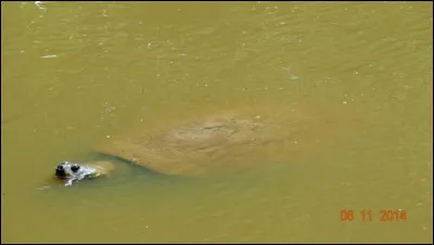 Trouvez le nom de cet animal !