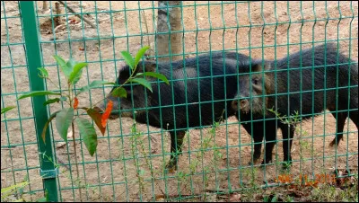 Il vit dans la forêt, en bandes nombreuses, quel est son nom ?