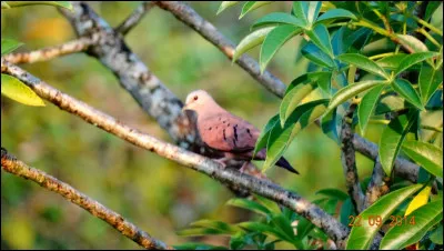 Petit oiseau de la taille d'une grive, il appartient pourtant bien à l'ordre des colombidés !