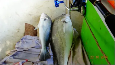 En Guyane, ces poissons d'eau douce sont très recherchés, pour leur qualité gustative !