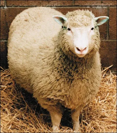 En quelle année la brebis Dolly a-t-elle été clonée ?