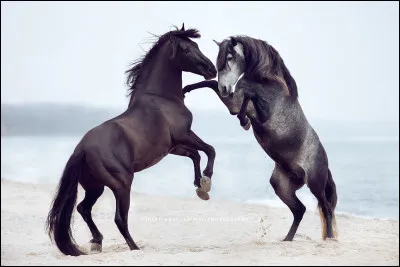 En termes de monte, tu préférerais faire...