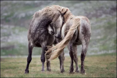 En termes de cavalier, tu serais plus à l'aise s'il était Galop...