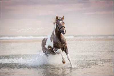 En termes de selle, tu préférerais...