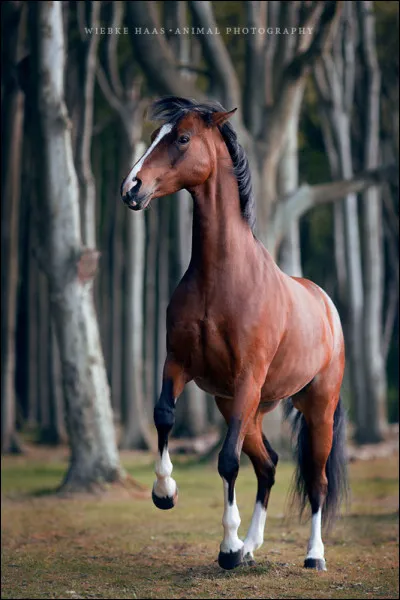 Accepterais-tu de monter avec un mors ?