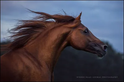 Quelle allure préfères-tu ?