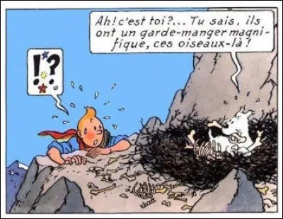Cette fois-ci, on arrive trop tard : Milou a dévoré l'oiseau ! Mais duquel s'agissait-il, au juste ?