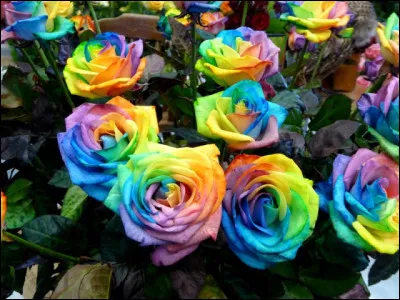 Quelle est ta couleur préférée ?