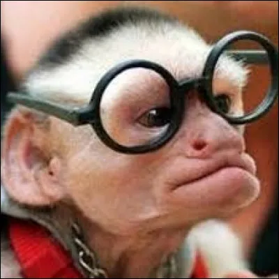 Quel animal te représente le mieux ?