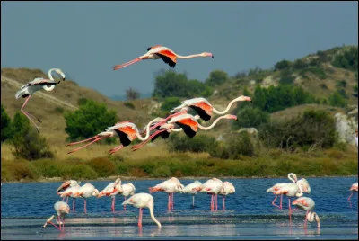 Quel est cet étang lagunaire, rendez-vous des flamants roses, situé au bord de la mer Méditerranée, exclusivement dans le département de l'Aude ?