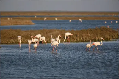Et enfin, paysage camarguais pour ce magnifique étang !