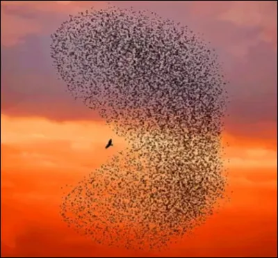 Qui chanta "Diego" ?