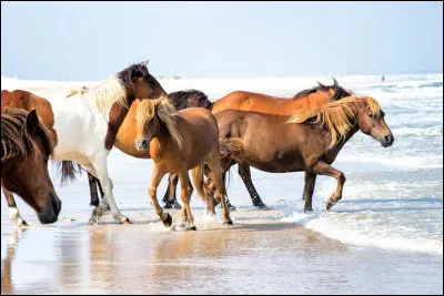 Également connu sous le nom de cheval assateague, je suis une race qui a été développée sur l'île d'Assateague et j'y vis encore à l'état sauvage. Ma robe est généralement pie mais les robes unies sont également communes. L'habitat dans lequel je vis est une des causes de ma petite taille : à peu près 1,40 m au garrot. Je viens des États-Unis. Je suis le...