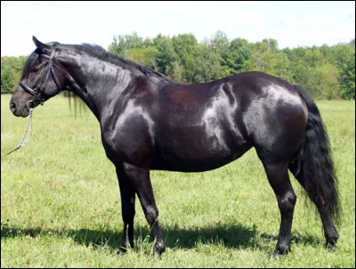 Ma robe est généralement noire, baie ou alezane. Je suis principalement un cheval de selle très polyvalent, mais également un trait léger. On me surnomme le "petit cheval de fer". Je suis docile et vif, sans pour autant être nerveux. Je fais entre 1,42 m et 1,62 m au garrot. J'ai aidé à créer plusieurs races américaines. Je suis utilisé dans la police et ma morphologie n'est pas homogène. Je suis.