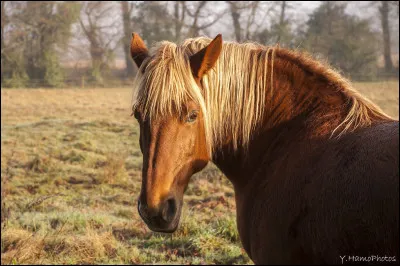 Je suis un cheval de trait originaire de Bretagne. Je suis robuste, familier, gentil et vif, ce qui me donne un tempérament stable. Je demande peu d'entretien et mes allures sont vives. Je sert encore à tracter des attelages, mais je suis également sollicité dans l'équitation de loisir. Je sers également de viande. J'ai une hauteur moyenne de 1,58 m au garrot. Je suis le...
