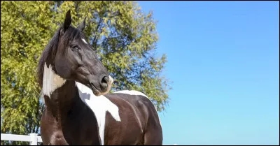 Comme beaucoup de races américaines, je descends de chevaux ibériques. Mes ancêtres espagnols qui retrournèrent à l'état sauvage se multiplièrent et gagnèrent l'Amérique du Nord. De nouveaux domestiqués, les autochtones pensaient que nous étions magiques ! Ma robe comporte toujours deux couleurs au minimum. Ma robe est impérativement composée de blanc. Je suis le...
