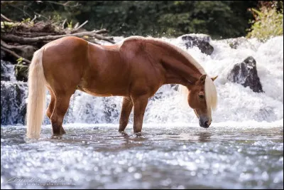 Je suis probablement issu des chevaux introduits par les Goths dans les provinces romaines. Ma race est désormais élevée dans les haras nationaux de Piber et Ossiach, où se trouvent les étalons. L'étalon fondeur de la race était prénommé Folie. On dit que j'ai un tempérament calme, robuste et intelligent mais il me faut une bonne éducation de base. Je suis un équidé polyvalent. Je suis le...