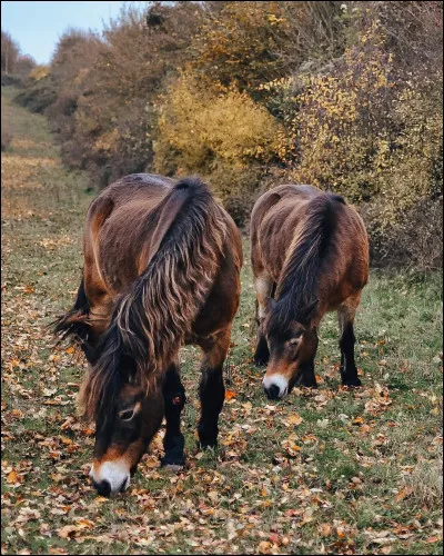 J'ai survécu dans les étendues sauvages de la région de la Dart River. Il est probable que je sois le descendant d'une ancienne classe de chevaux européens introduits en Grande-Bretagne. Je me reproduis à l'état sauvage, où seuls les plus robustes parviennent à survivre. Je suis gentil si dressé jeune et je fais un bon cheval de selle pour les enfants. Je suis le...