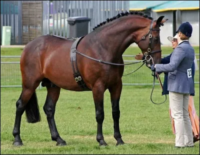 J'ai été développé au 17e siècle en Angleterre, je suis d'ailleurs la plus ancienne race de mon pays. Mon nom vient de ma coloration et du district dans le Yorkshire. J'ai un corps musclé et de forts membres mais plutôt courts comparés à mon corps. Je n'ai qu'une seule robe autorisée. Le pur-sang, l'arabe, le barbe et l'andalou sont parmi mes ancêtres. Je suis le...