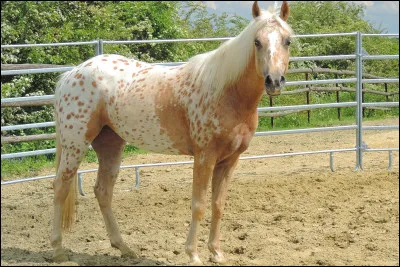 Bien que je sois un poney, j'ai une silhouette qui ressemble plutôt au cheval. Je suis très apprécié dans les concours de show et j'ai de belles allures relevées. J'ai bénificié, bien que tardivement, à l'apport de sang de quarter-horse et d'arabe. Je suis fort, rustique, calme et volontaire. Je fais entre 1,17 m et 1,42 m au garrot. Je suis le...