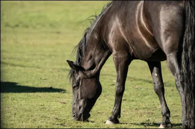 On t'envoie chercher un hongre brun fonc&eacute; nomm&eacute; Hemingway au pr&eacute; toute seule. Tu ne te sens pas &agrave; l'aise avec &ccedil;a car il tr&egrave;s grand, il te semble toujours &eacute;nerv&eacute; et ta monitrice est d&eacute;j&agrave; occup&eacute;e avec une &eacute;l&egrave;ve. Que pourrais-tu faire pour r&eacute;gler la situation ?