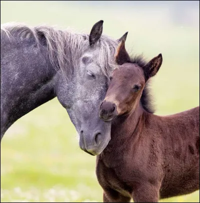 Prestazio est un petit poulain qui est n&eacute; hier... &eacute;videmment, c'est la star du club ! Tout le monde veut le caresser, mais devrait-on vraiment laisser faire les gens ?(R&eacute;ponses contradictoires)