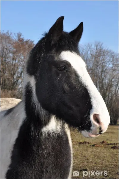 Chaque fois que tu vas chercher ou ramener un cheval au pr&eacute;, Angel, un hongre pie-noir, te regarde et semble t'en vouloir pour quelque chose. Il s'approche de toi et met ses oreilles en arri&egrave;re tout en montrant les dents... &eacute;videmment, tu n'aimes pas &ccedil;a et il t'effraie. Que pourrais-tu faire ?