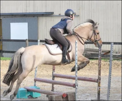 Le saut d'obstacles avec Mme Fjord, c'est la folie ! Elle refuse souvent de sauter et elle te fait tomber de la selle quand elle percute une barre. Tu aimerais changer de monture pour poursuivre tes apprentissages, mais ta monitrice t'a expliqu&eacute; que c'est un des seuls chevaux de l'&eacute;curie qui en est physiquement capable. Les autres sont d&eacute;j&agrave; en cours, et l'un d'entre-eux est bless&eacute;. Que faire ?