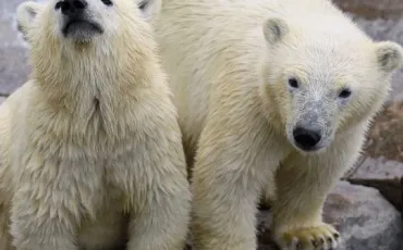 Quiz Animaux