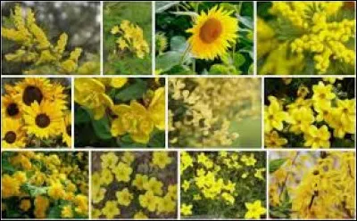 Laquelle de ces fleurs n'est pas jaune ?