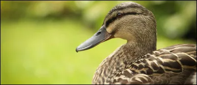Est morte au ... - l'avait fait la veille - ... !