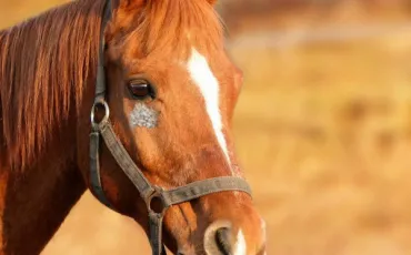 Quiz Galop 1