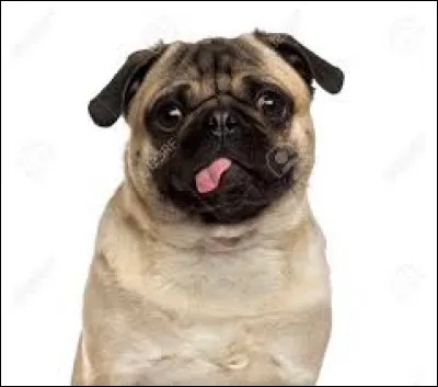 Qui est surnommé Roquet-en-chef ?