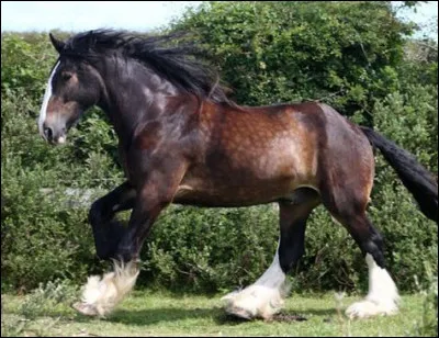 De quel pays le shire est-il originaire ?