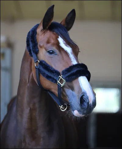 Comment mettre un licol à un cheval ?