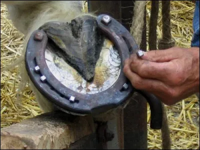 Comment curer les pieds des chevaux ?