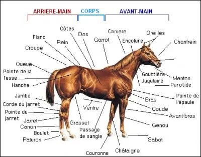 Quelles sont les parties du corps du cheval qu'il faut faire attention de bien brosser ?