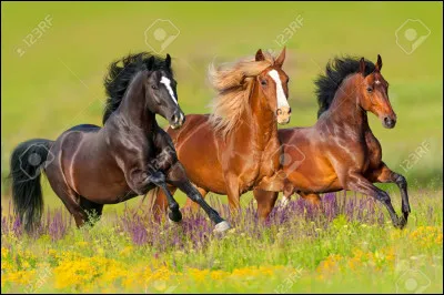 Est-ce mieux de mettre son cheval au box ou au pré ?