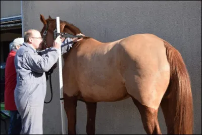 Quelle est la race des poneys qui ne dépassent pas 148 cm ?