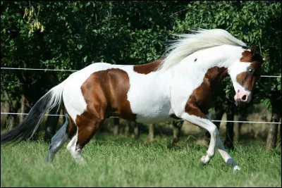 Quelle est la robe de ce cheval ?