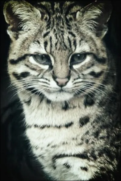 Tu découvres ensuite qu'en plus, le père des chatons est d'un autre clan !